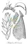 Platylomella lescurii