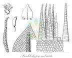 Pseudoleskeopsis imbricata