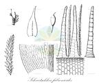 Schwetschkea fabronioides