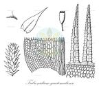 Fabronidium guatemaliense