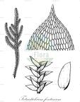 Tetrastichium fontanum