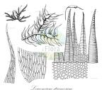 Leucomium strumosum