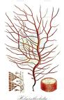 Helminthocladia