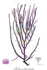 Helminthocladia