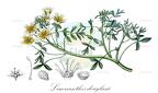 Limnanthes douglasii
