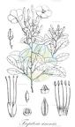Tirpitzia sinensis