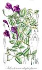 Schizotorenia atropurpurea