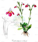 Craterostigma wilmsii
