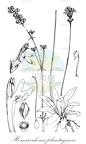 Hemiarrhena plantaginea
