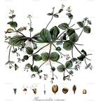 Yamazakia viscosa