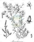 Micranthemum