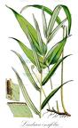 Lindsaea ensifolia