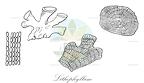 Lithophyllum
