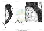 Titanoderma