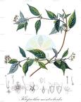 Klaprothia mentzelioides