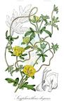 Scyphanthus elegans