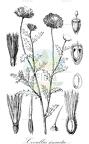 Cevallia sinuata