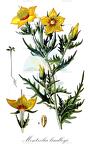 Mentzelia lindleyi