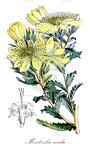 Mentzelia nuda