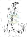 Petalonyx thurberi