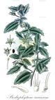 Presliophytum incanum