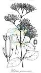 Usteria guineensis