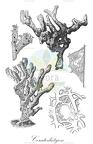 Ceratodictyon