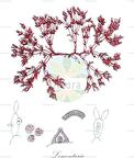 Lomentaria