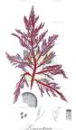 Lomentaria