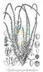 Lophiocarpus polystachyus