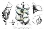 Leptoscyphus porphyrius
