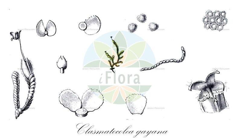 Clasmatocolea gayana