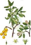 Loranthus europaeus