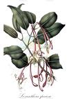 Loxanthera speciosa