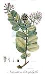 Notanthera heterophylla