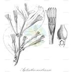 Agelanthus sansibarensis