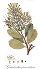 Gaiadendron punctatum