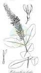Helixanthera kirkii
