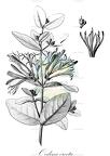 Oedina erecta