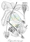 Tolypanthus lagenifer