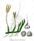 Lycopodium clavatum