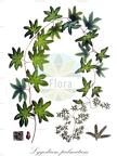 Lygodium palmatum