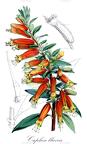 Cuphea llavea