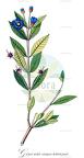 Ginoria americana