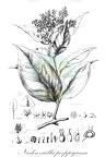 Niedenzuella poeppigiana