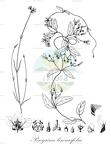 Peregrina linearifolia
