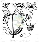 Sphedamnocarpus angolensis