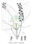 Acmanthera latifolia