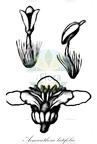 Acmanthera latifolia