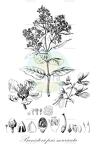 Banisteriopsis muricata